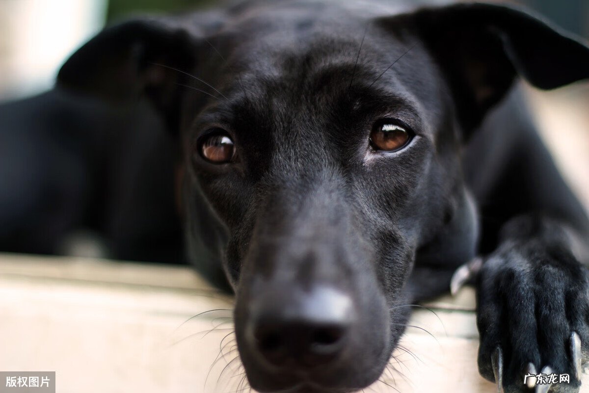 黑狗风水作用 黑色狗风水