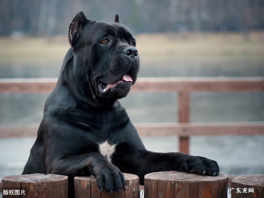 黑狗风水作用 黑色狗风水