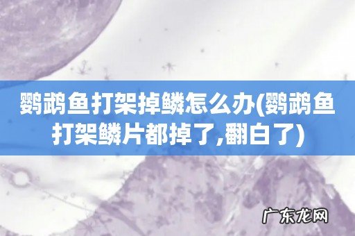 鹦鹉鱼打架鳞片都掉了,翻白了 鹦鹉鱼打架掉鳞怎么办