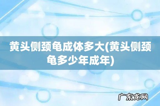 黄头侧颈龟多少年成年 黄头侧颈龟成体多大