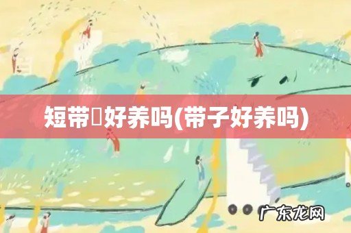 带子好养吗 短带鳚好养吗