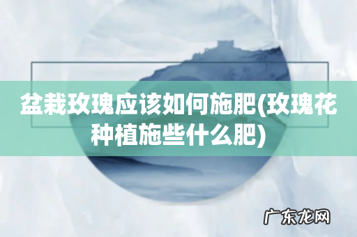 玫瑰花种植施些什么肥 盆栽玫瑰应该如何施肥