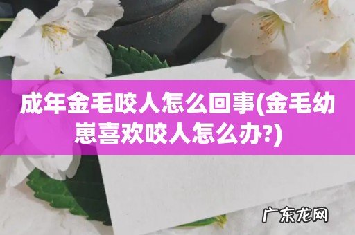 金毛幼崽喜欢咬人怎么办? 成年金毛咬人怎么回事