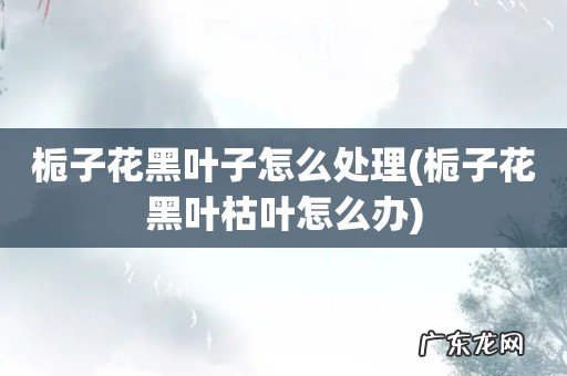 栀子花黑叶枯叶怎么办 栀子花黑叶子怎么处理