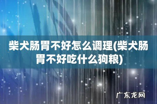 柴犬肠胃不好吃什么狗粮 柴犬肠胃不好怎么调理