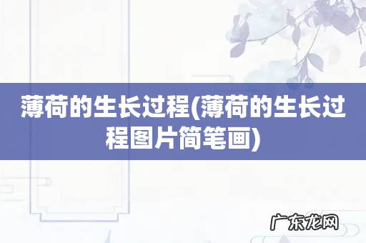 薄荷的生长过程图片简笔画 薄荷的生长过程