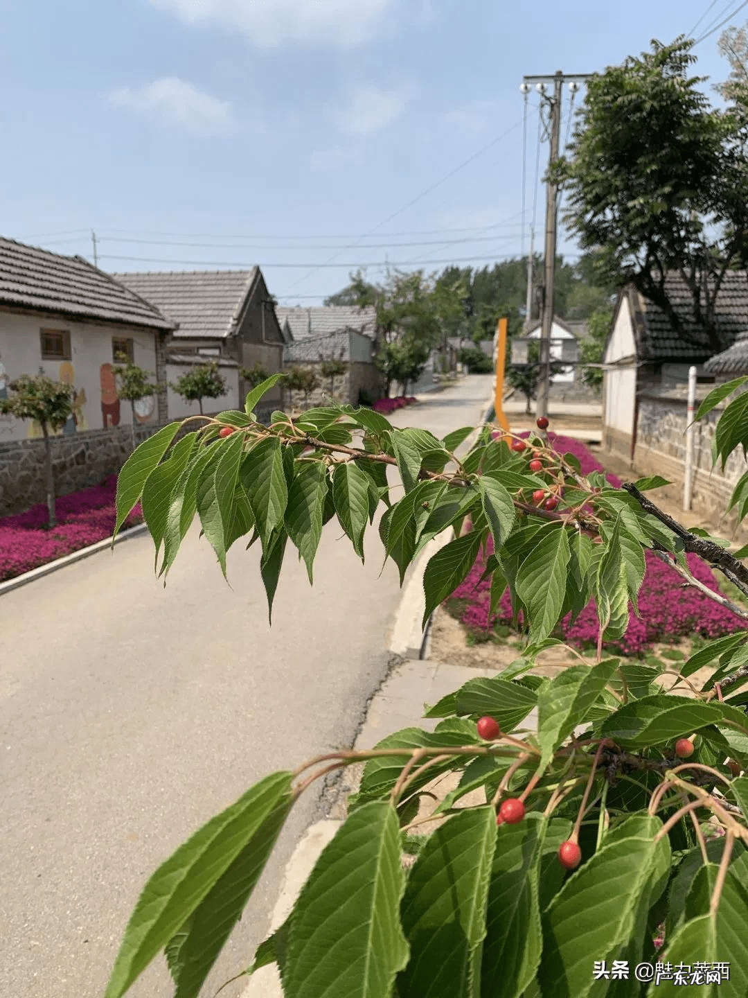 莱西哪里风景好 莱西哪个小区风水好