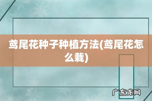 鸢尾花怎么栽 鸢尾花种子种植方法