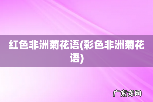 彩色非洲菊花语 红色非洲菊花语