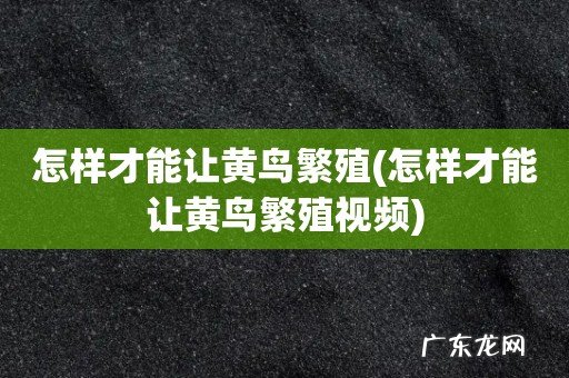 怎样才能让黄鸟繁殖视频 怎样才能让黄鸟繁殖