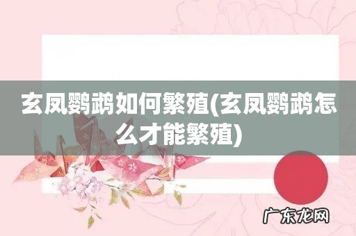玄凤鹦鹉怎么才能繁殖 玄凤鹦鹉如何繁殖
