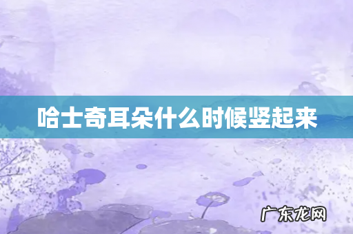 哈士奇耳朵什么时候竖起来