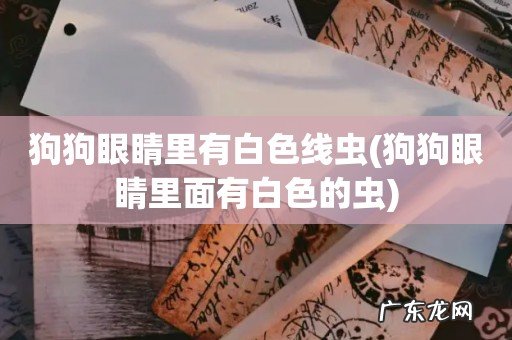 狗狗眼睛里面有白色的虫 狗狗眼睛里有白色线虫
