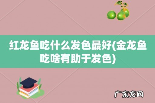 金龙鱼吃啥有助于发色 红龙鱼吃什么发色最好