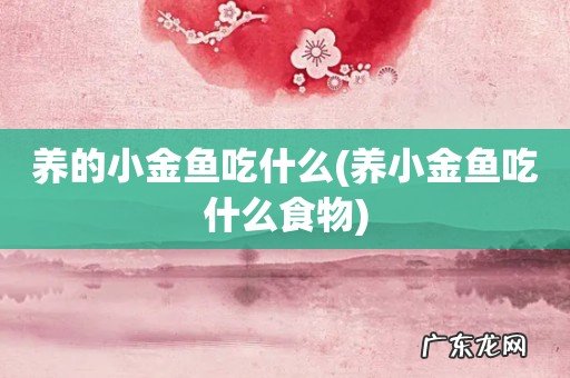 养小金鱼吃什么食物 养的小金鱼吃什么