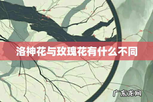 洛神花与玫瑰花有什么不同