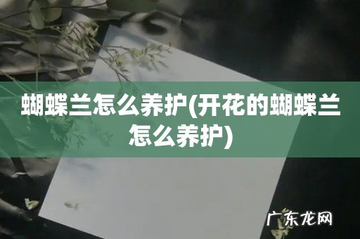 开花的蝴蝶兰怎么养护 蝴蝶兰怎么养护