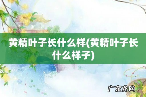 黄精叶子长什么样子 黄精叶子长什么样