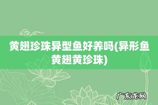 异形鱼黄翅黄珍珠 黄翅珍珠异型鱼好养吗