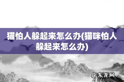 猫咪怕人躲起来怎么办 猫怕人躲起来怎么办