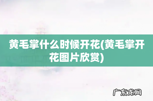 黄毛掌开花图片欣赏 黄毛掌什么时候开花