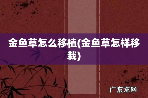 金鱼草怎样移栽 金鱼草怎么移植