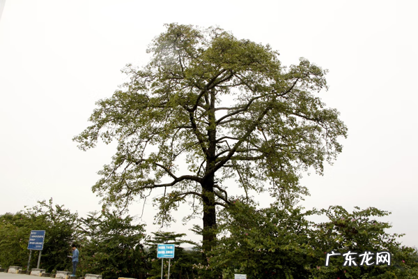 十大风水树排名 芒果树的风水作用
