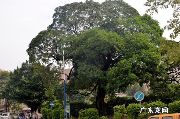 十大风水树排名 芒果树的风水作用