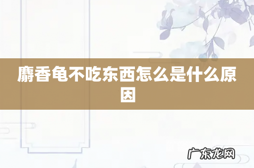 麝香龟不吃东西怎么是什么原因