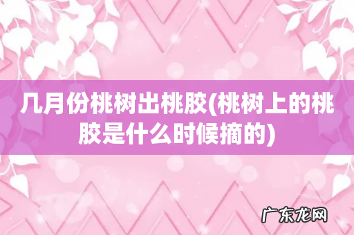 桃树上的桃胶是什么时候摘的 几月份桃树出桃胶