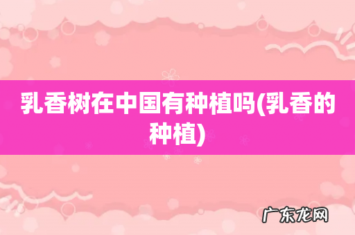 乳香的种植 乳香树在中国有种植吗