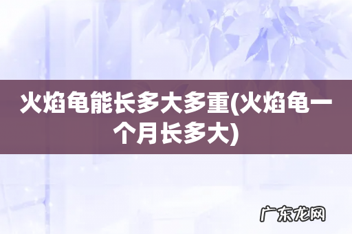 火焰龟一个月长多大 火焰龟能长多大多重
