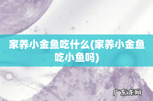 家养小金鱼吃小鱼吗 家养小金鱼吃什么