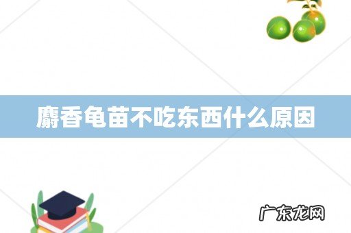 麝香龟苗不吃东西什么原因