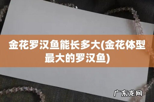 金花体型最大的罗汉鱼 金花罗汉鱼能长多大