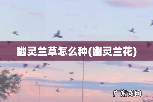 幽灵兰花 幽灵兰草怎么种