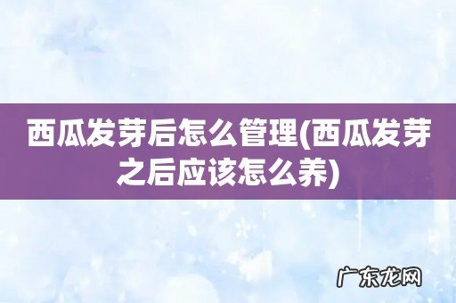 西瓜发芽之后应该怎么养 西瓜发芽后怎么管理
