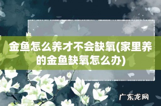 家里养的金鱼缺氧怎么办 金鱼怎么养才不会缺氧