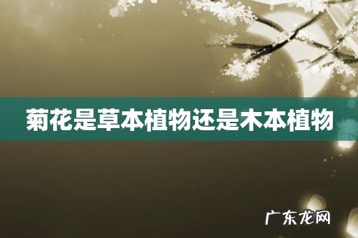 菊花是草本植物还是木本植物