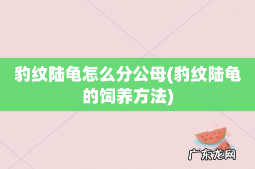 豹纹陆龟的饲养方法 豹纹陆龟怎么分公母