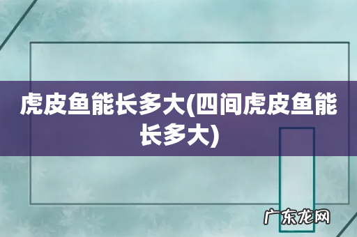 四间虎皮鱼能长多大 虎皮鱼能长多大