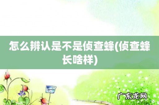 侦查蜂长啥样 怎么辨认是不是侦查蜂