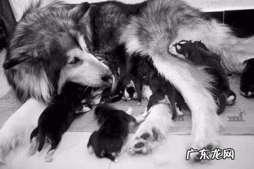 麻灰色土狗 灰色毛的土狗