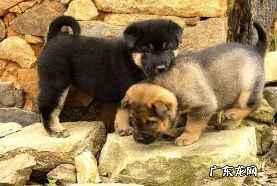 麻灰色土狗 灰色毛的土狗