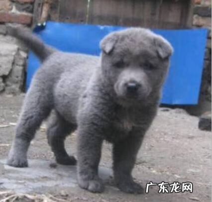 麻灰色土狗 灰色毛的土狗