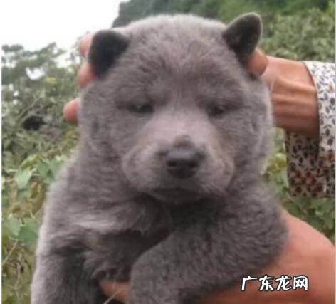 麻灰色土狗 灰色毛的土狗