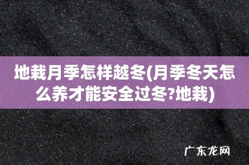 月季冬天怎么养才能安全过冬?地栽 地栽月季怎样越冬
