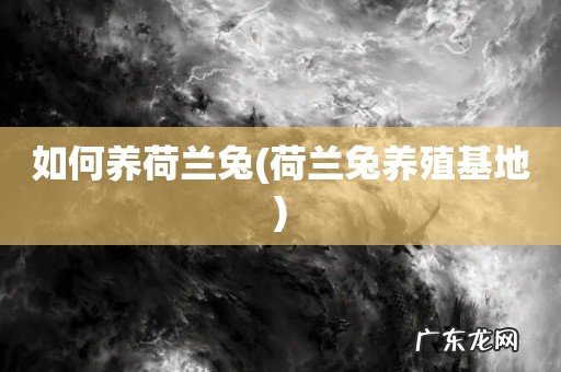 荷兰兔养殖基地 如何养荷兰兔