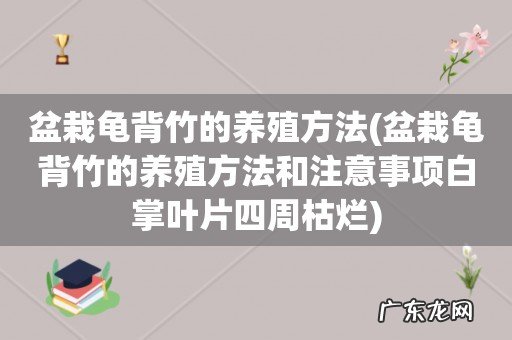盆栽龟背竹的养殖方法和注意事项白掌叶片四周枯烂 盆栽龟背竹的养殖方法