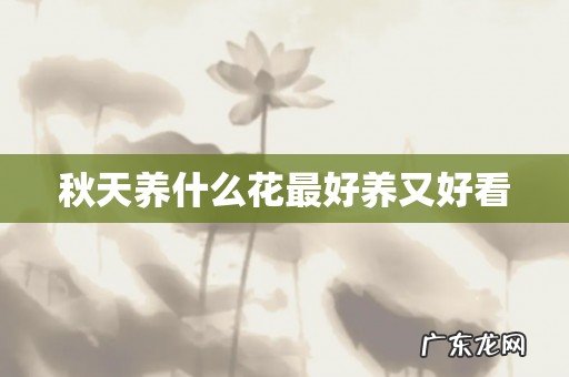 秋天养什么花最好养又好看